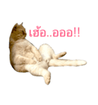 The Three Little Cats (part1)（個別スタンプ：1）