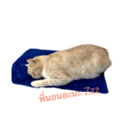 The Three Little Cats (part1)（個別スタンプ：2）