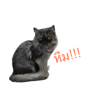 The Three Little Cats (part1)（個別スタンプ：3）