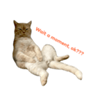 The Three Little Cats (part1)（個別スタンプ：5）
