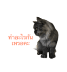 The Three Little Cats (part1)（個別スタンプ：6）