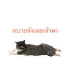 The Three Little Cats (part1)（個別スタンプ：8）