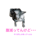 関西弁にゃんこ1（個別スタンプ：4）