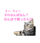 関西弁にゃんこ1（個別スタンプ：6）