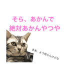 関西弁にゃんこ1（個別スタンプ：9）