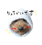 りおんくん【大きなトイプードル】（個別スタンプ：3）