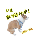 うちのかんすけ（個別スタンプ：2）