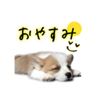 うちのかんすけ（個別スタンプ：5）