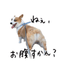 うちのかんすけ（個別スタンプ：6）