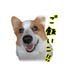 うちのかんすけ（個別スタンプ：7）