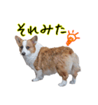 うちのかんすけ（個別スタンプ：10）