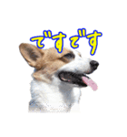 うちのかんすけ（個別スタンプ：11）