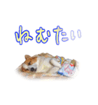 うちのかんすけ（個別スタンプ：14）