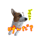 うちのかんすけ（個別スタンプ：20）