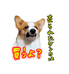 うちのかんすけ（個別スタンプ：23）