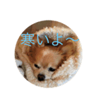 キンちゃん2（個別スタンプ：1）