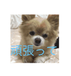 キンちゃん2（個別スタンプ：3）