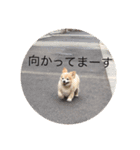 キンちゃん2（個別スタンプ：5）