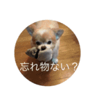 キンちゃん2（個別スタンプ：10）