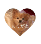 キンちゃん2（個別スタンプ：12）