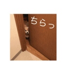 キンちゃん2（個別スタンプ：13）