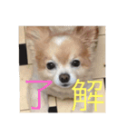 キンちゃん2（個別スタンプ：16）