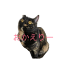 kumaco2018（個別スタンプ：6）