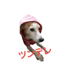 ゆずの日常2～ジャックラッセルテリア～（個別スタンプ：6）