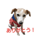 ゆずの日常2～ジャックラッセルテリア～（個別スタンプ：11）