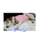 ゆずの日常2～ジャックラッセルテリア～（個別スタンプ：12）