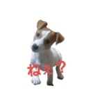 ゆずの日常2～ジャックラッセルテリア～（個別スタンプ：14）