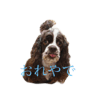 うちのこっかーず（個別スタンプ：6）
