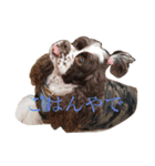 うちのこっかーず（個別スタンプ：8）