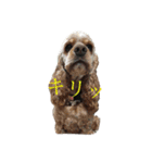 うちのこっかーず（個別スタンプ：14）