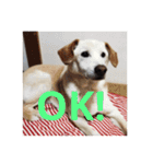 うちのわんこ達だよ（個別スタンプ：4）
