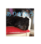 うちのわんこ達だよ（個別スタンプ：11）