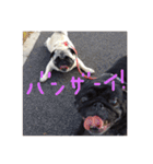 うちのわんこ達だよ（個別スタンプ：12）