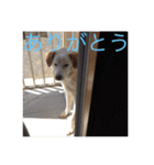 うちのわんこ達だよ（個別スタンプ：17）