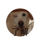 うちのわんこ達だよ（個別スタンプ：19）