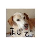 うちのわんこ達だよ（個別スタンプ：20）