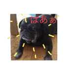 うちのわんこ達だよ（個別スタンプ：26）