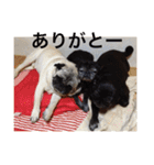 うちのわんこ達だよ（個別スタンプ：28）