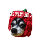 チャッピーお試し（個別スタンプ：1）