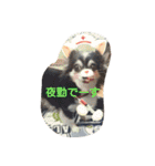 チャッピーお試し（個別スタンプ：3）