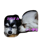 チャッピーお試し（個別スタンプ：4）