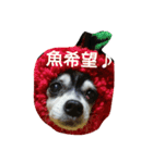 チャッピーお試し（個別スタンプ：5）