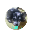 チャッピーお試し（個別スタンプ：8）