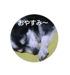 チャッピーお試し（個別スタンプ：12）