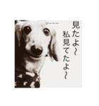 日常会話で使えるミニチュアダックスフント（個別スタンプ：5）