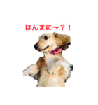日常会話で使えるミニチュアダックスフント（個別スタンプ：6）